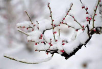 雪去春來，喜迎新一年